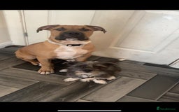 Boerboel dogs for sale: Boerboel looking for a loving home - Image 2