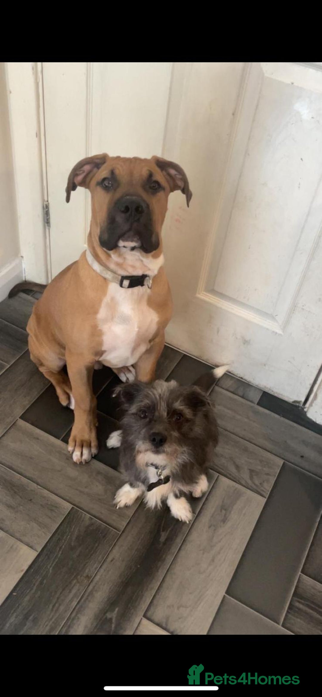 Boerboel dogs for sale: Boerboel looking for a loving home - Image 2