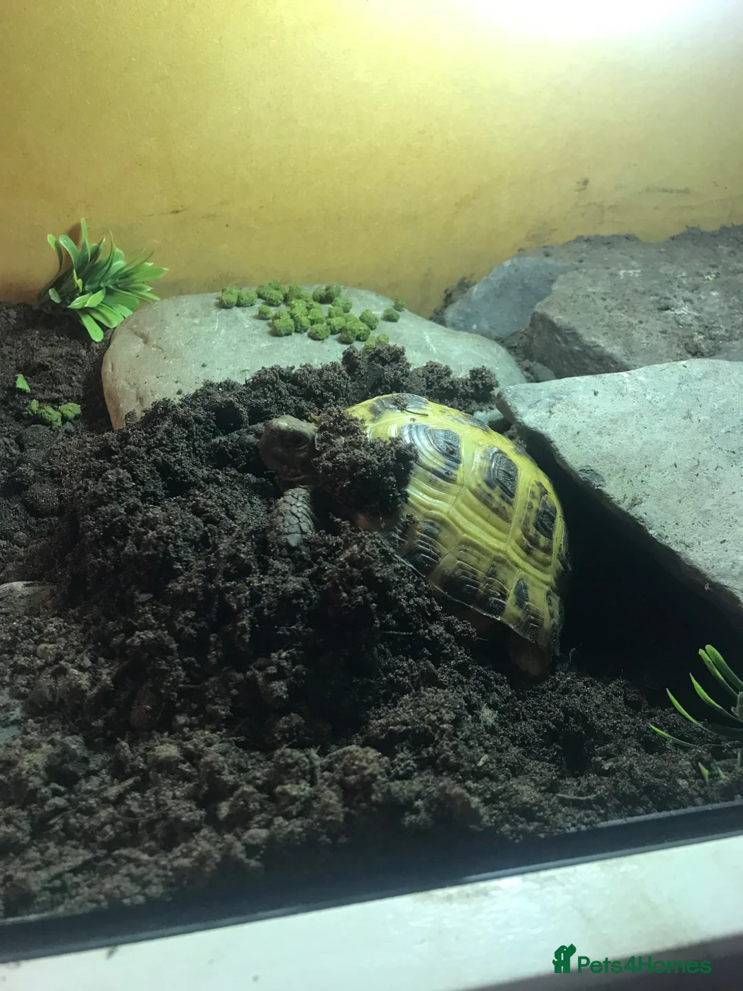 Tortoise reptiles for sale: Make Horsefeild tortoise and whole set up for sale in Northampton - Advert 7
