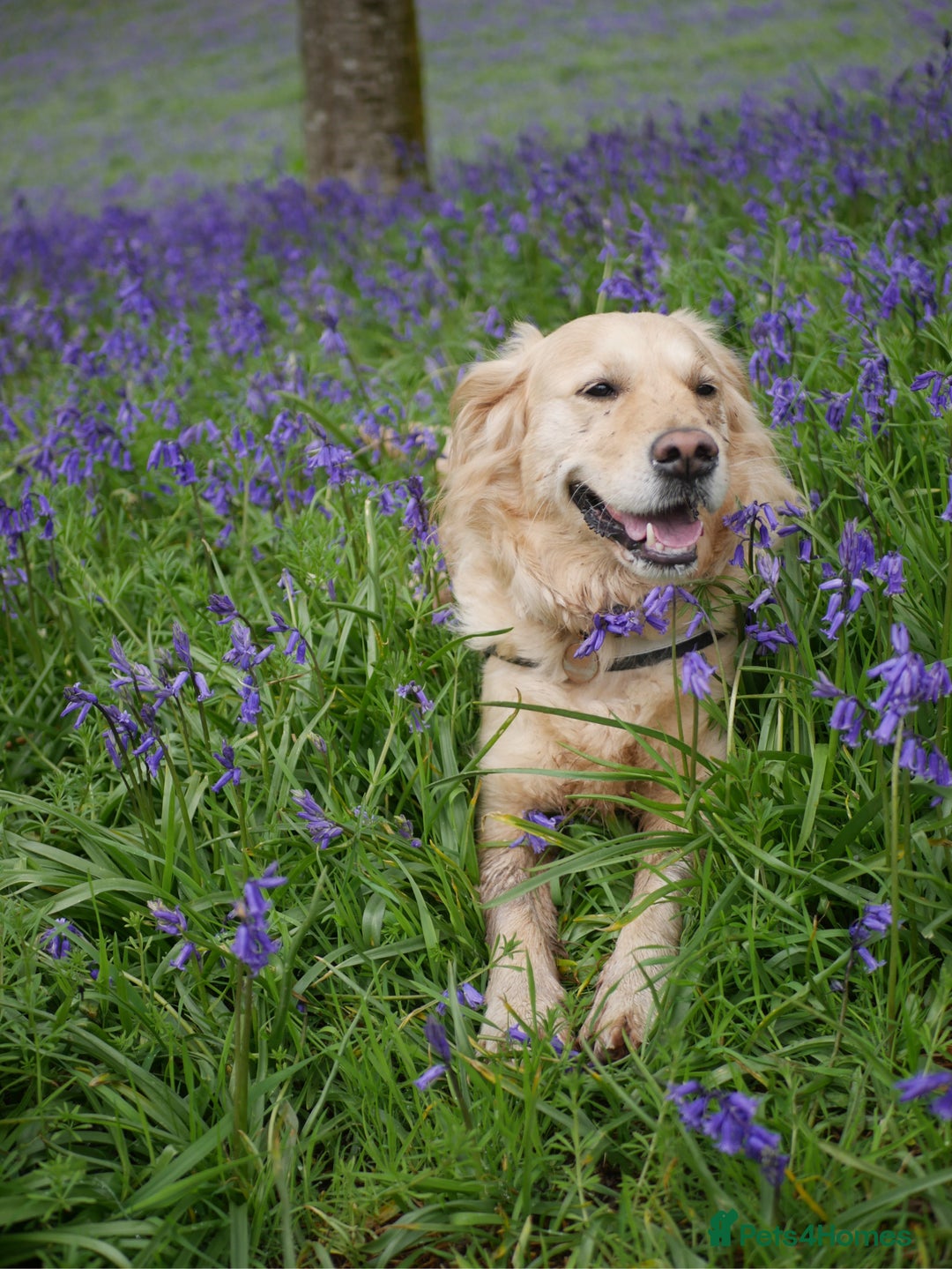 Golden Retriever dogs for sale: Pure Bred Golden Retriever Puppies for Sale - Advert 2