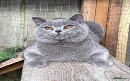 British Shorthair cats for sale: 6 months old boy  - Image 2
