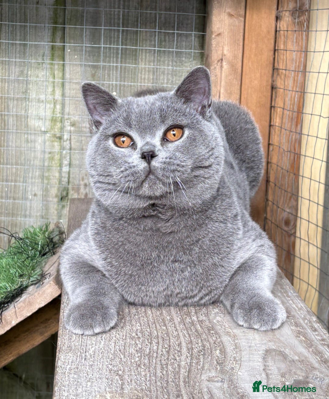 British Shorthair cats for sale: 6 months old boy  - Image 2