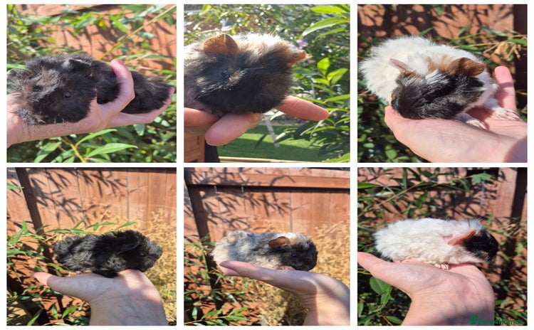 Guinea Pig rodents - Advert 14