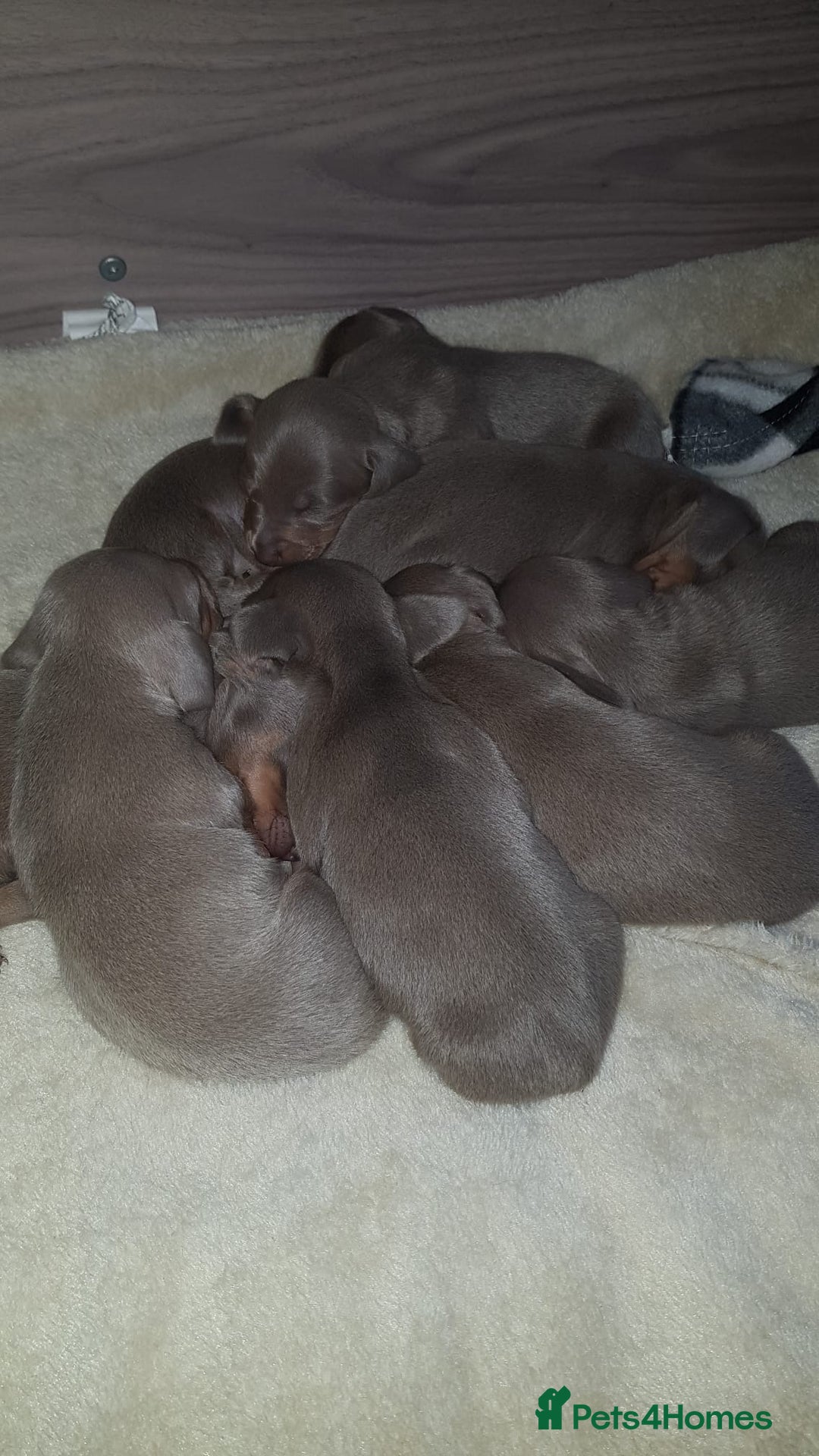 Miniature Dachshund dogs for sale: Miniature dachshund  - Advert 2
