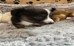 Welsh Corgi Cardigan dogs for sale: WELSH CARDIGAN CORGI BABIES FROM 5 ⭐ LICENSED HOME - Image 10