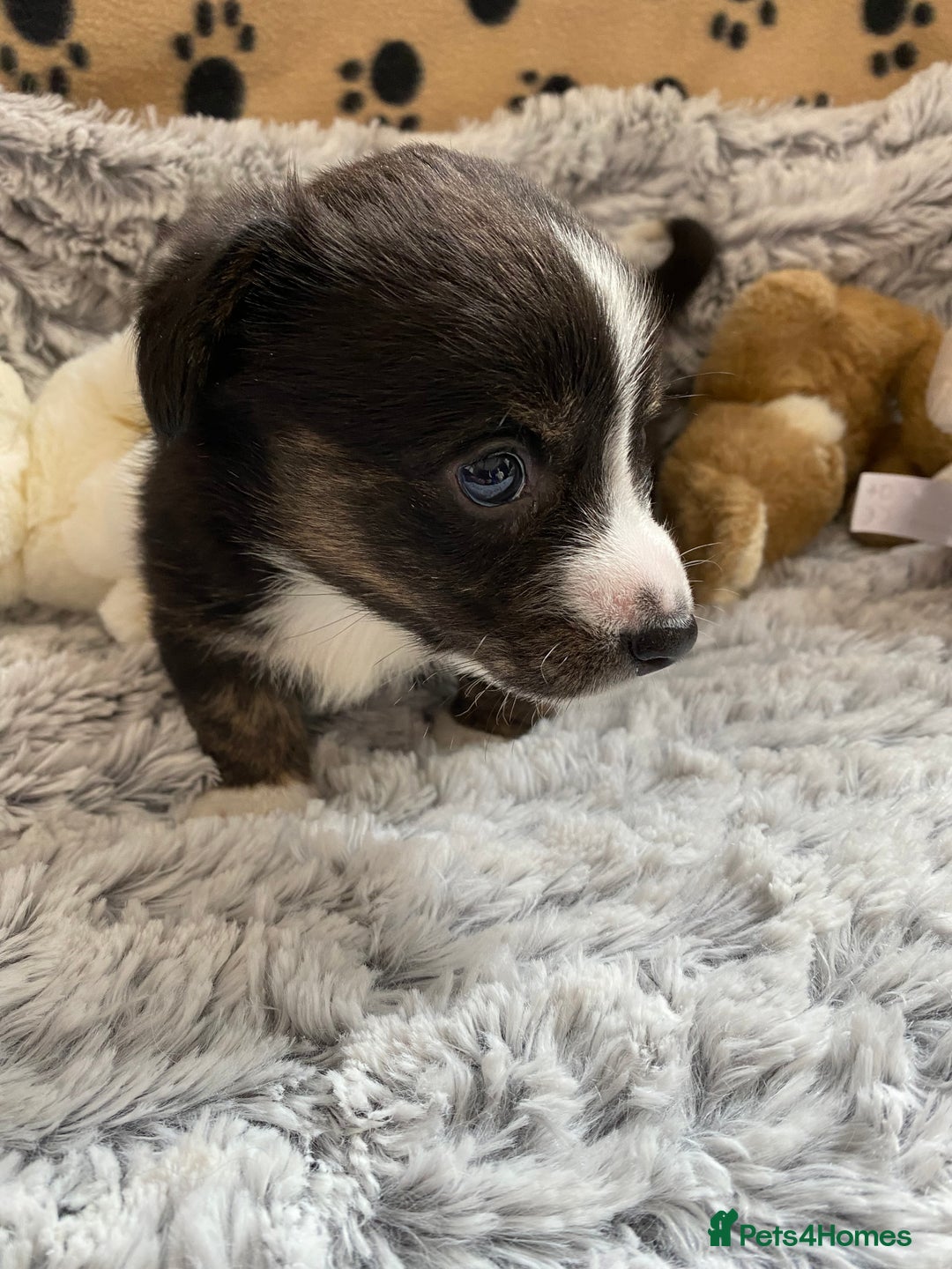 Welsh Corgi Cardigan dogs for sale: WELSH CARDIGAN CORGI BABIES FROM 5 ⭐ LICENSED HOME - Image 10