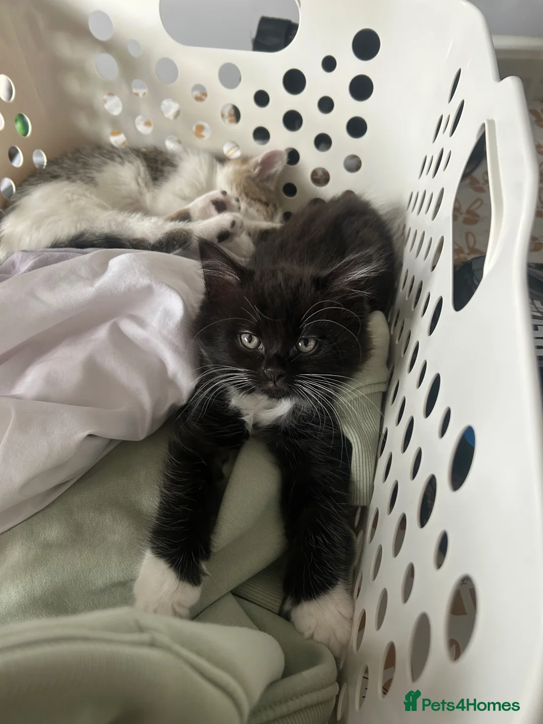 Mixed Breed cats for sale: 💕✨ Adorable kittens for a forever home 🐾🏡 - Advert 25