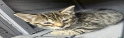 Mixed Breed cats for sale: Lovely kittens - Advert 14