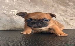 French Bulldog dogs for sale: Champion Sired Fawn / red fawn French bulldogs - Advert 5