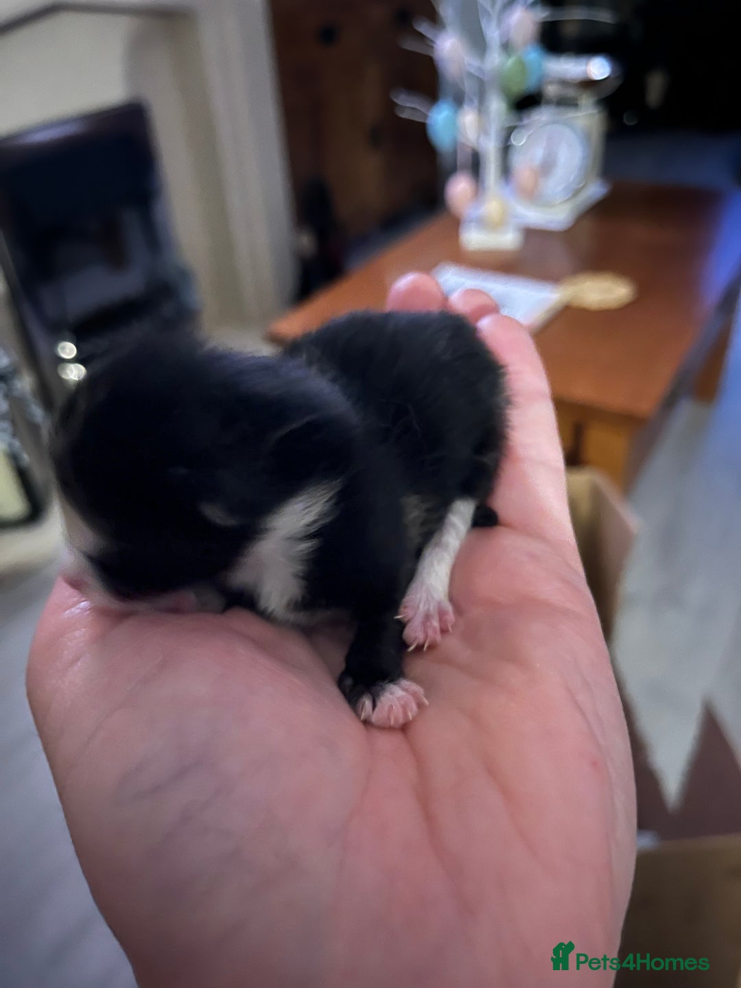 Domestic Shorthair cats for sale: Litter of 9 Beautiful Kittens - Image 3