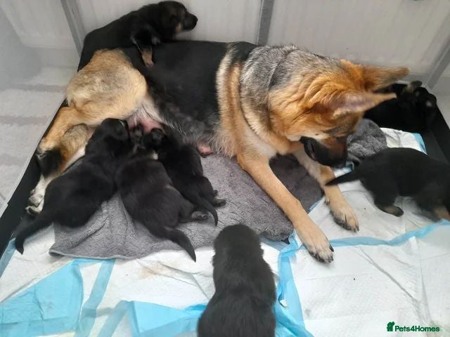 German Shepherd dogs 8 week old straight back German shepherd  - Advert 7