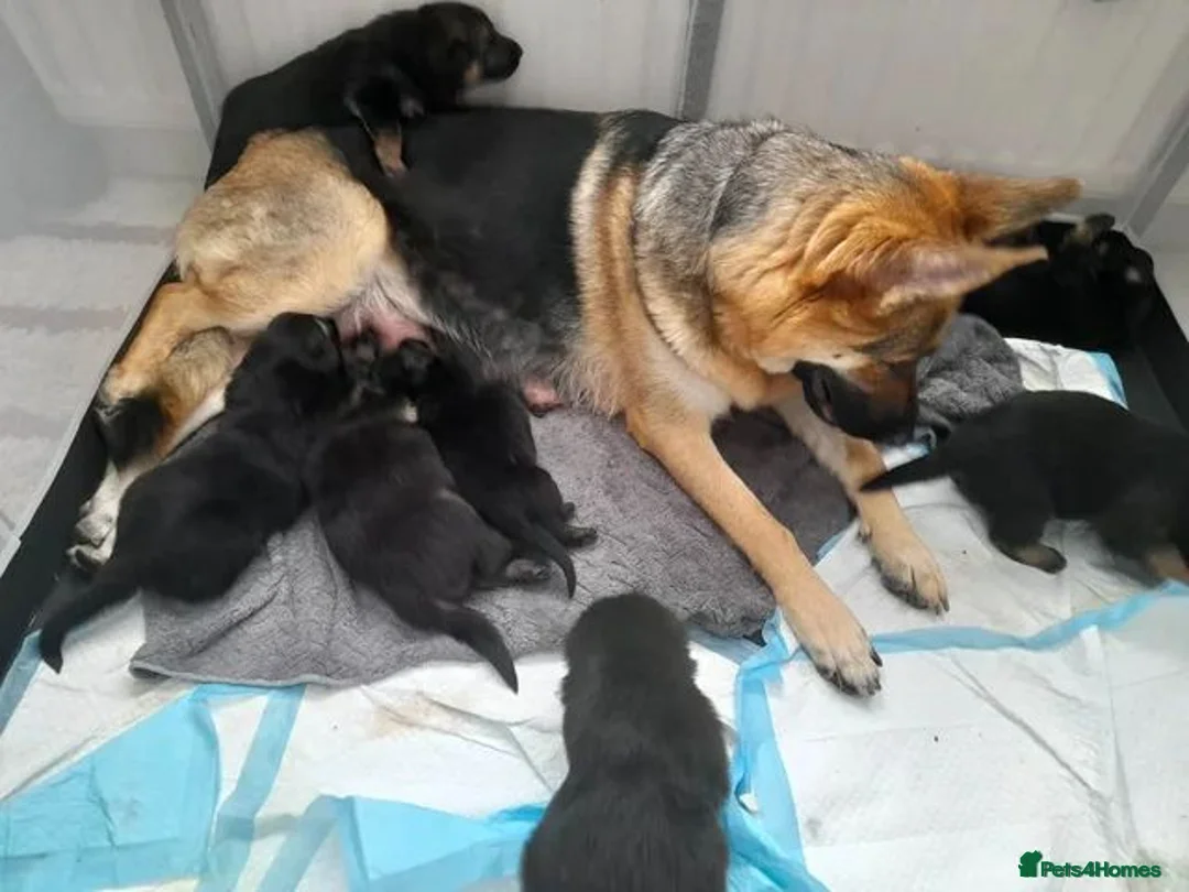 German Shepherd dogs for sale: 8 week old straight back German shepherd  - Advert 1