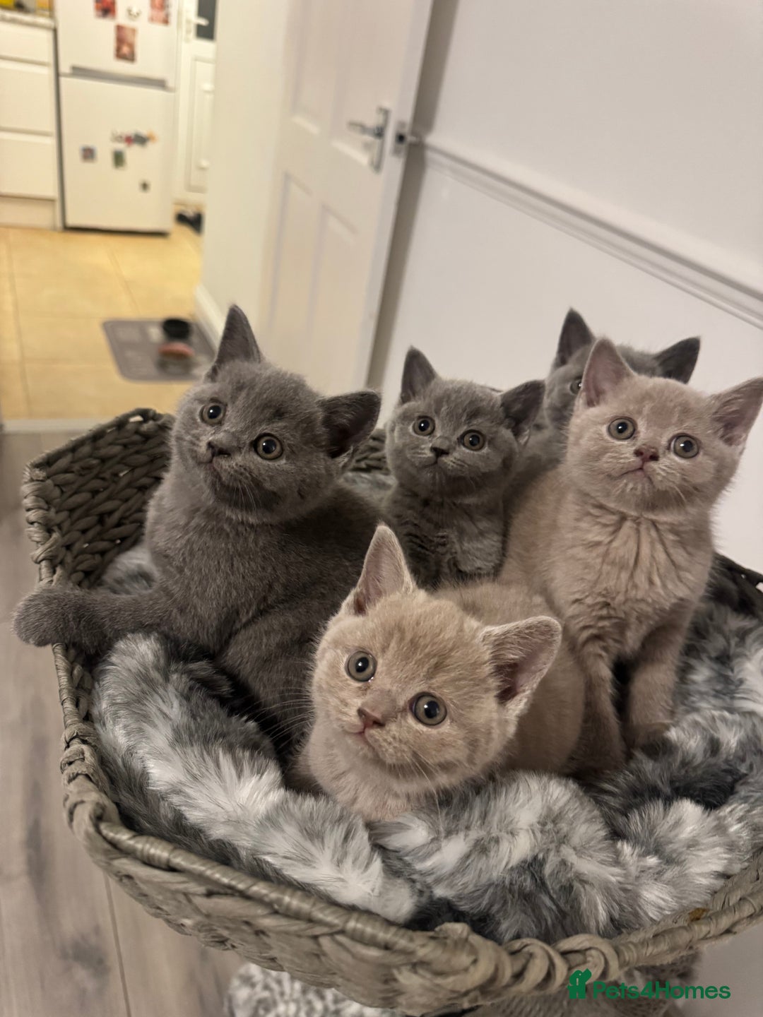 British Shorthair cats for sale:  ❤️Adorable British Shorthair Kittens❤️ - Advert 3