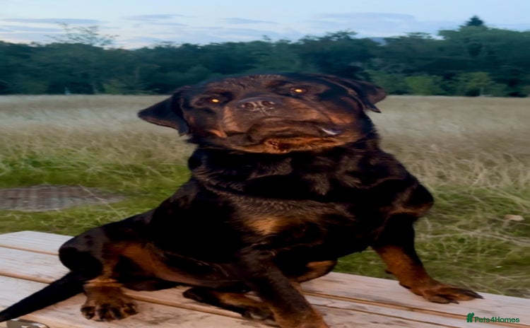 Rottweiler dogs in Clydebank - Advert 4