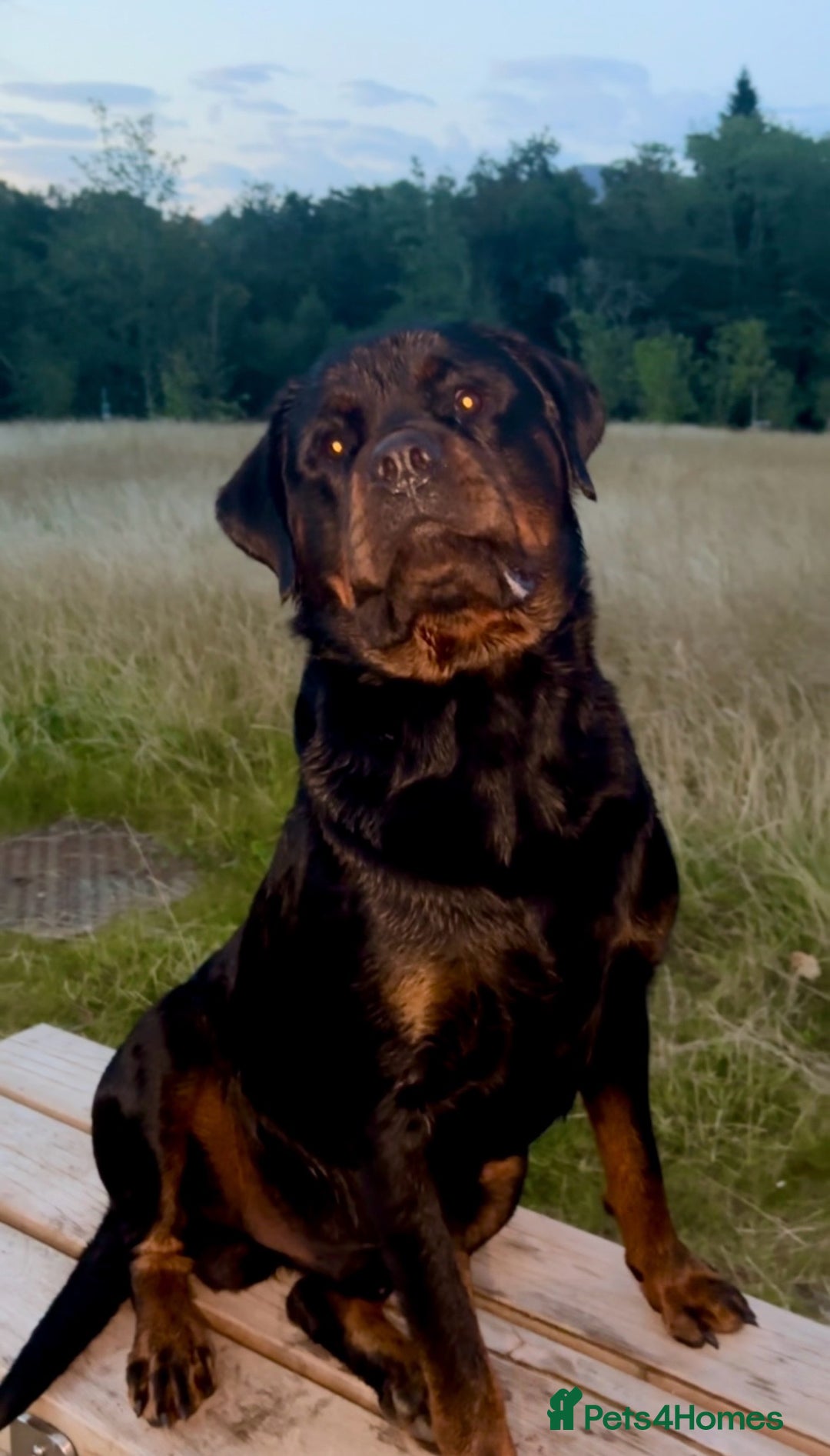 Rottweiler dogs for stud: Rottweiler stud  in Clydebank - Image 1