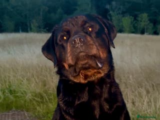 Rottweiler dogs Proven Health Tested Rottweiler stud in Clydebank - Advert 2