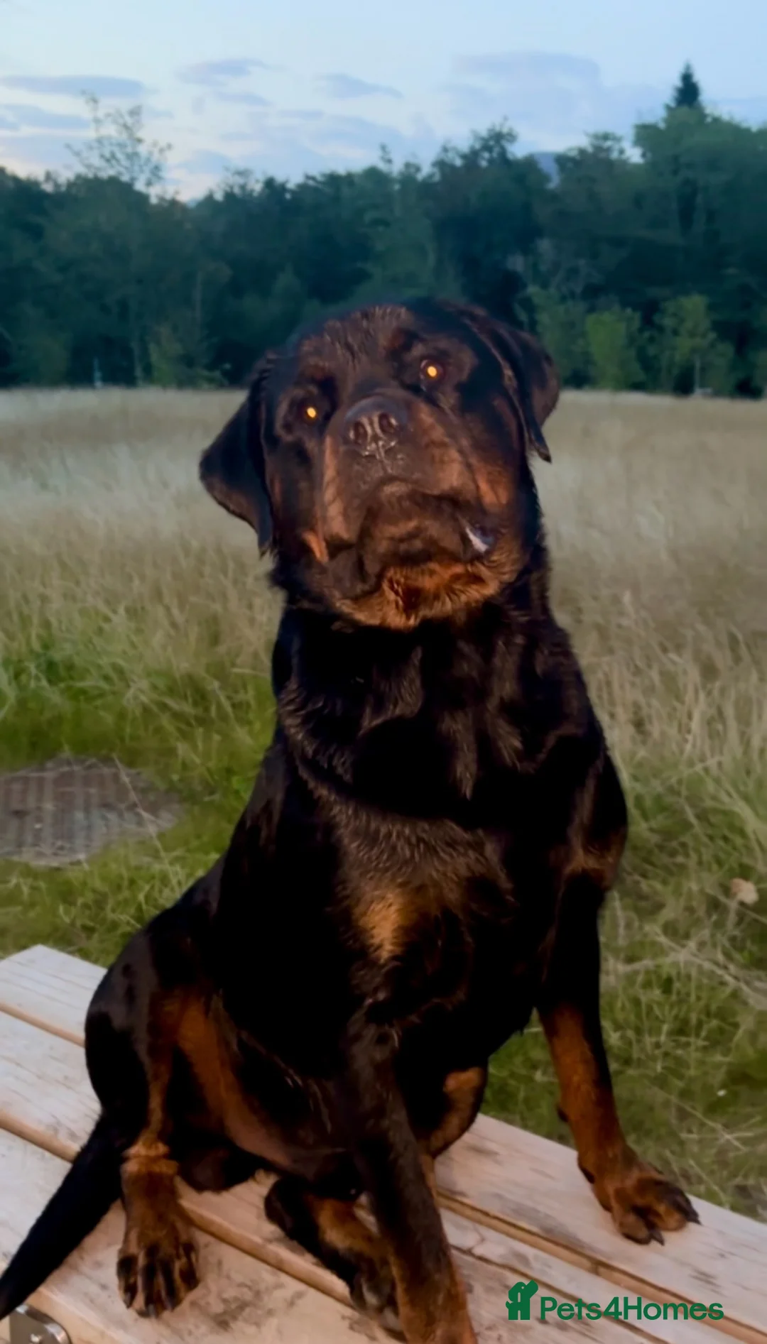 Rottweiler dogs for stud: Proven Health Tested Rottweiler stud  in Clydebank - Advert 1