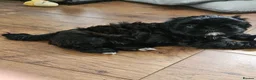 Shih Tzu dogs for sale: Female in Warrington - Advert 3