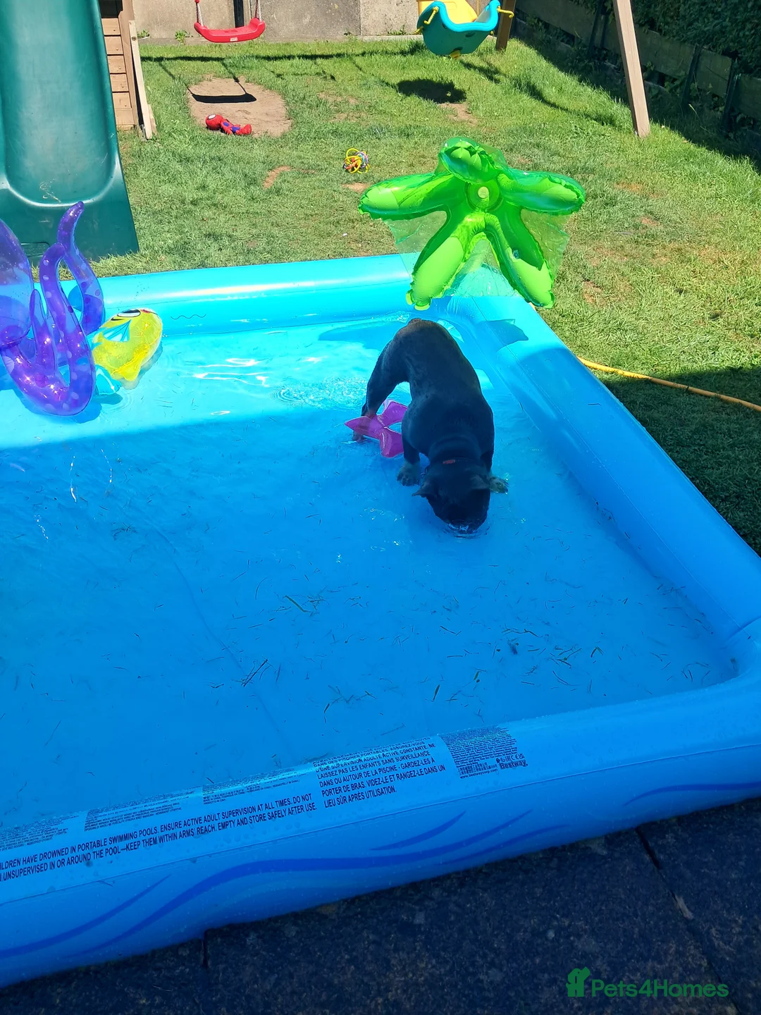 French Bulldog dogs for sale: Male Fench bulldog - Advert 9