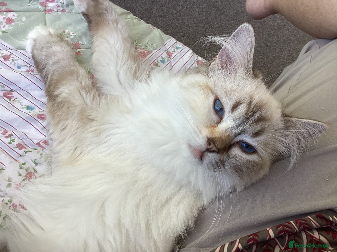 Ragdoll cats for sale: Beautiful GCCF Female Ragdoll - Image 7