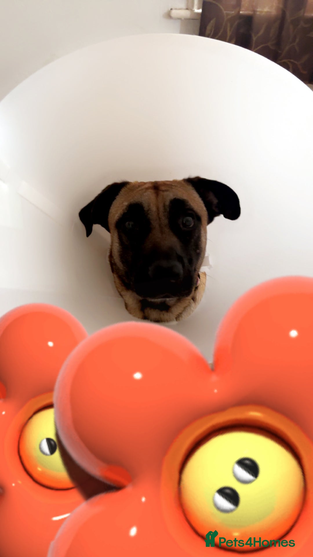 Belgian Shepherd Dog dogs for sale: MALI PUPPIES  - Advert 8