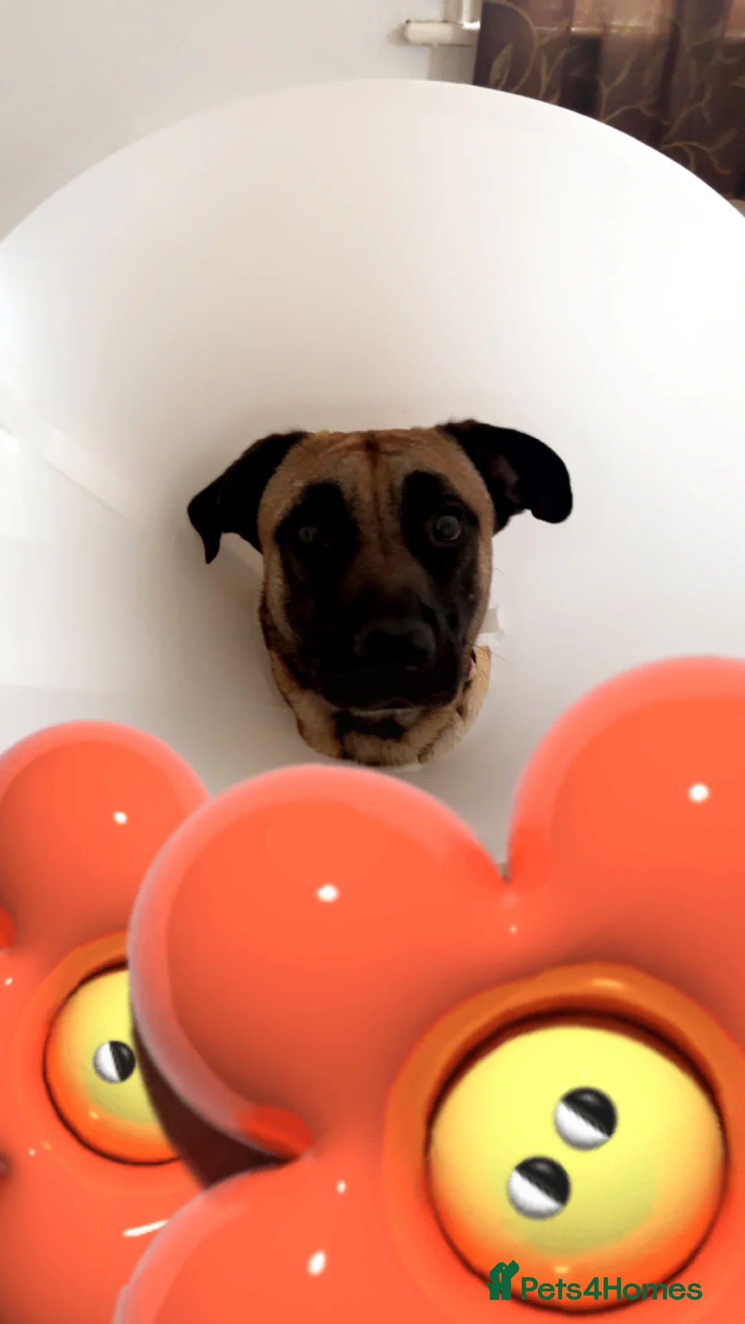 Belgian Shepherd Dog dogs for sale: MALI PUPPIES  - Advert 8