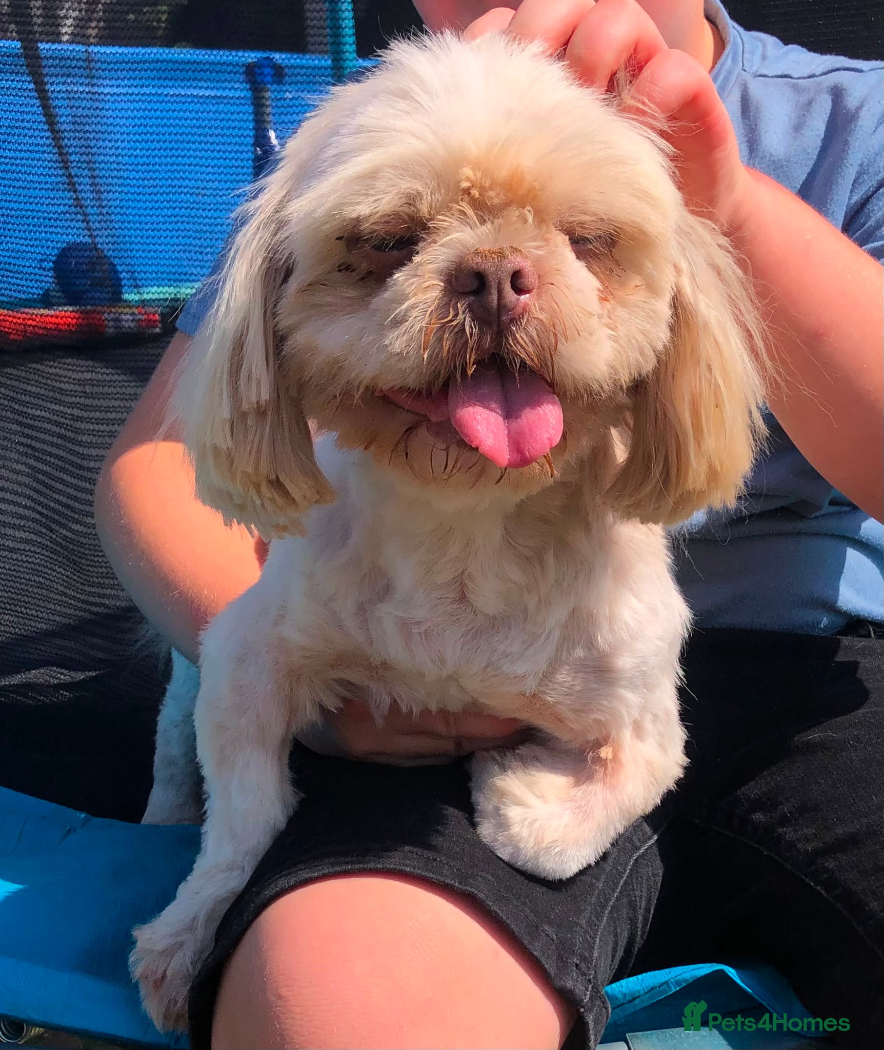 Shih Tzu dogs 2 year old male Shih Tzu  - Advert 14