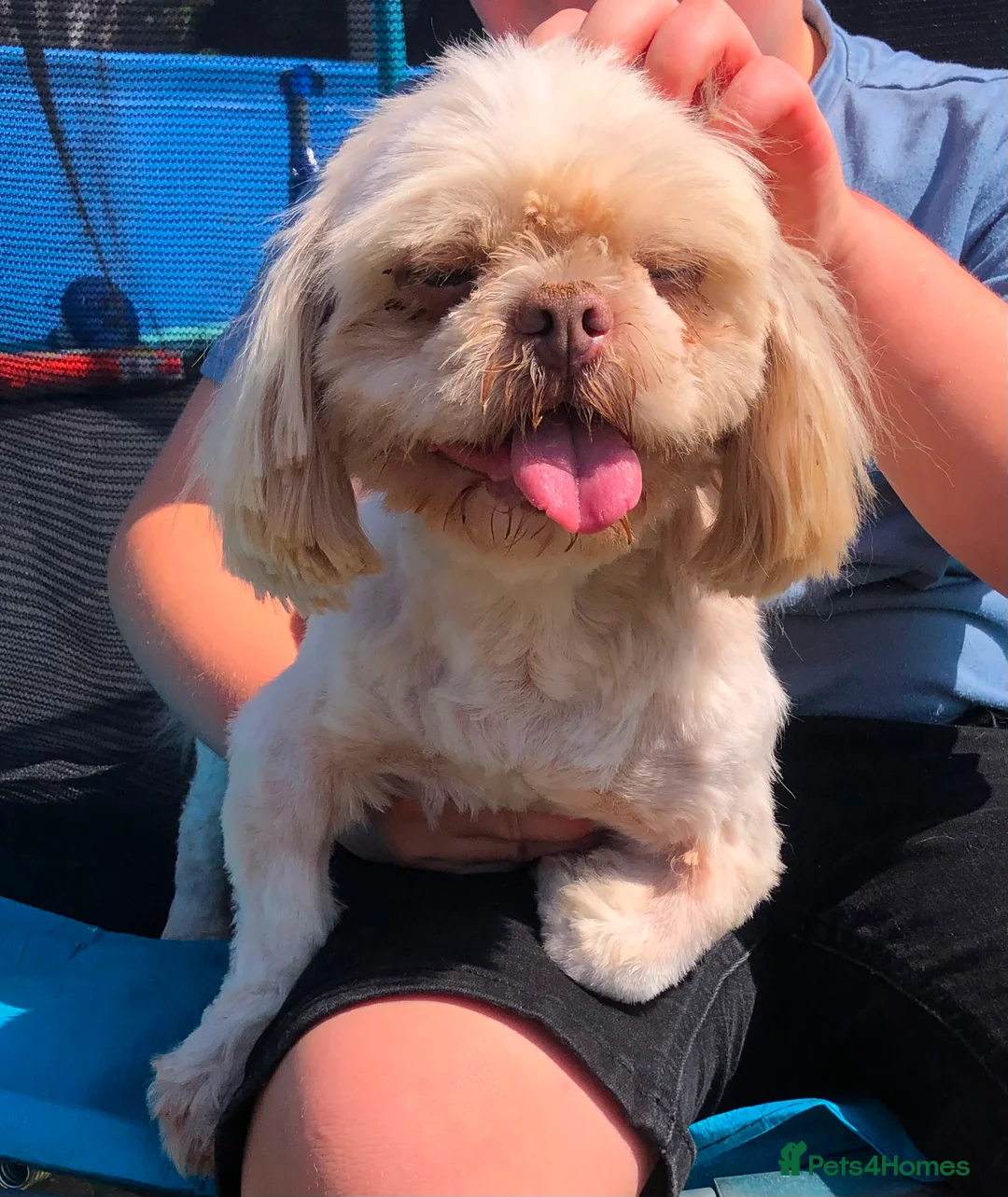 Shih Tzu dogs for sale: 2 year old male Shih Tzu  in Gravesend - Advert 1