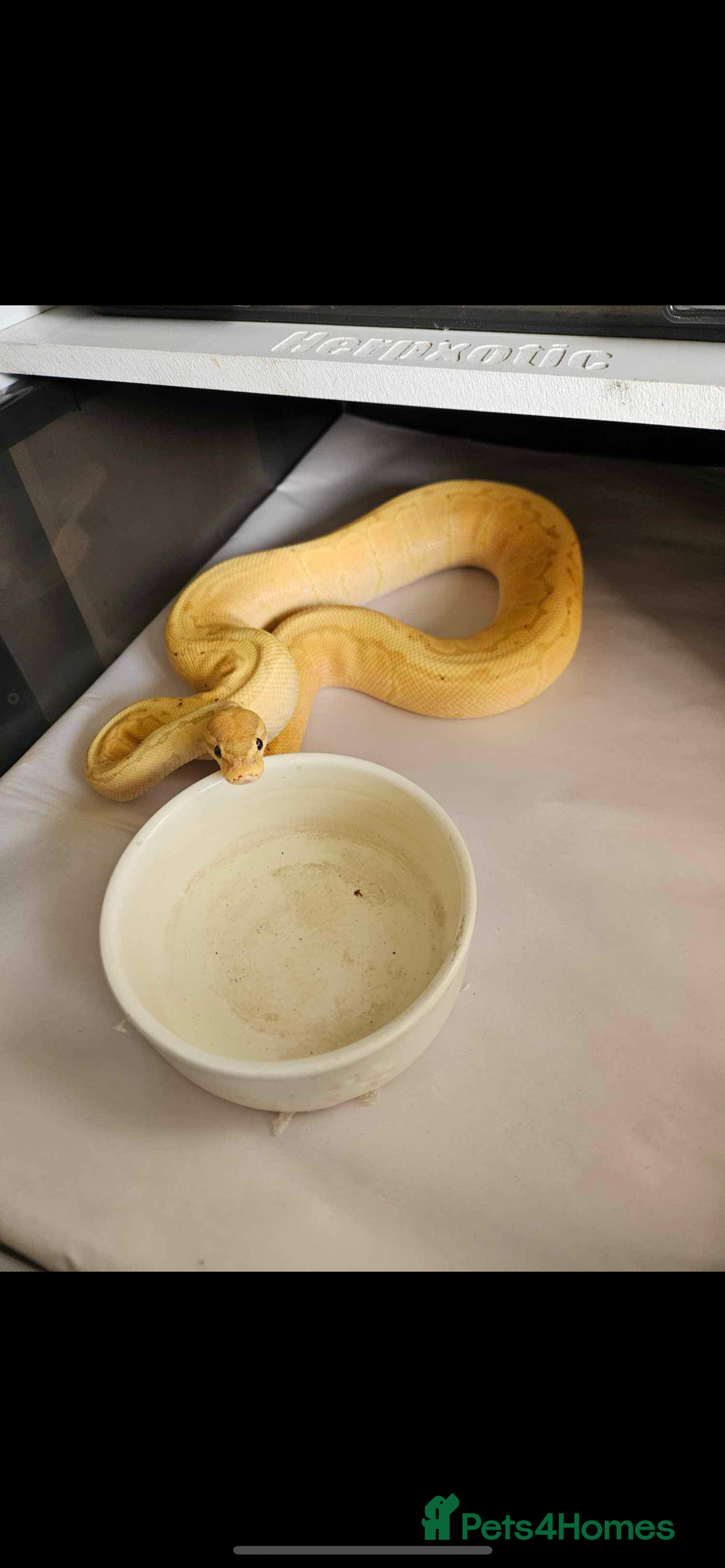 Python Snake reptiles for sale: Ball python group and snake rack setups  - Advert 4