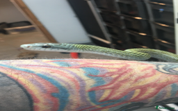 Python Snake reptiles for sale: Royal pythons carpets pythons  - Image 2