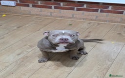 American Bully dogs for sale: American bully  - Image 3