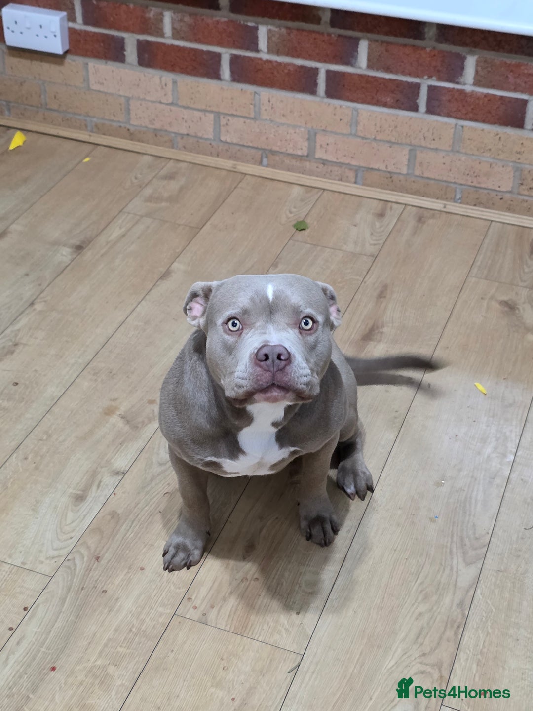 American Bully dogs for sale: American bully  - Image 3