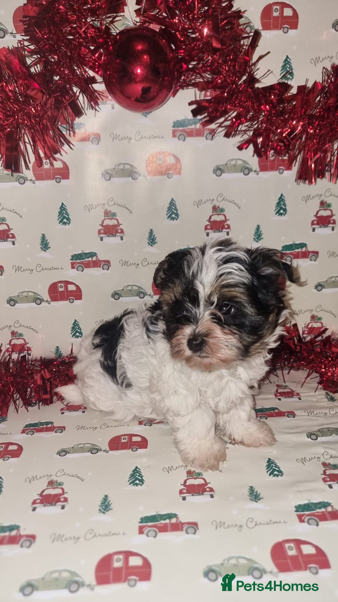 Biewer Terrier dogs for sale: Stunning biewer tirrer boys - Advert 2