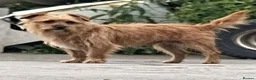 Mixed Breed dogs for sale: Beautiful chihuahua x norfolk terrier - Advert 6