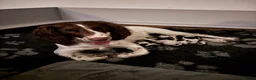 English Springer Spaniel dogs for sale: KC Registered English Springer Spaniel puppies - Advert 6