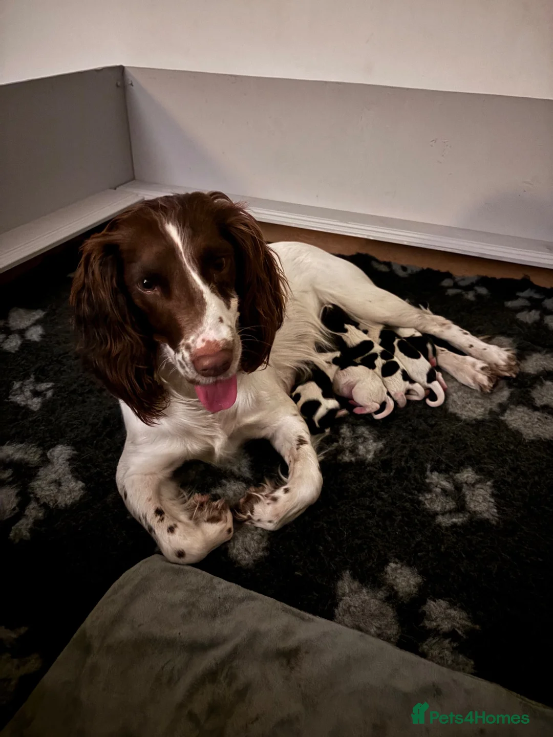 English Springer Spaniel dogs for sale: KC Registered English Springer Spaniel puppies - Advert 6