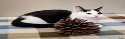 Mixed Breed cats for sale: Beautiful Home-Raised Kittens – Ready at 12 Weeks - Advert 31