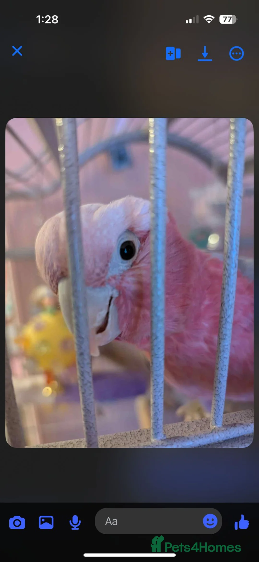 Cockatoo birds for sale: Kenny Friendly Hand Tame Galah - Advert 5