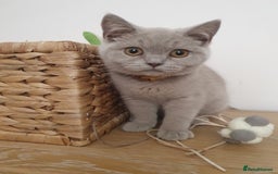 Mixed Breed cats for sale: Bsh kitten and Persian cat  in Manchester - Image 4