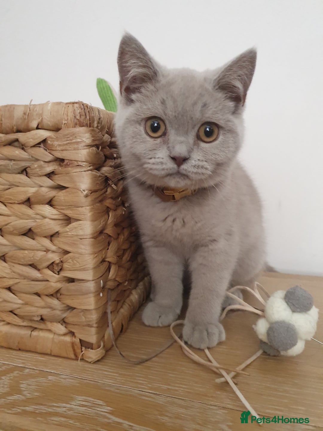 Mixed Breed cats for sale: Bsh kitten and Persian cat  in Manchester - Image 4