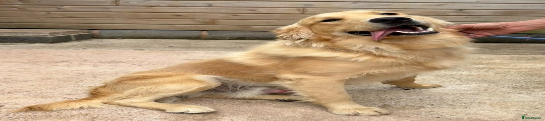 Golden Retriever Puppy 1