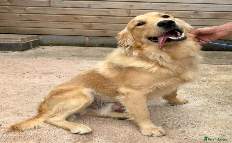 Golden Retriever dogs - Advert 1