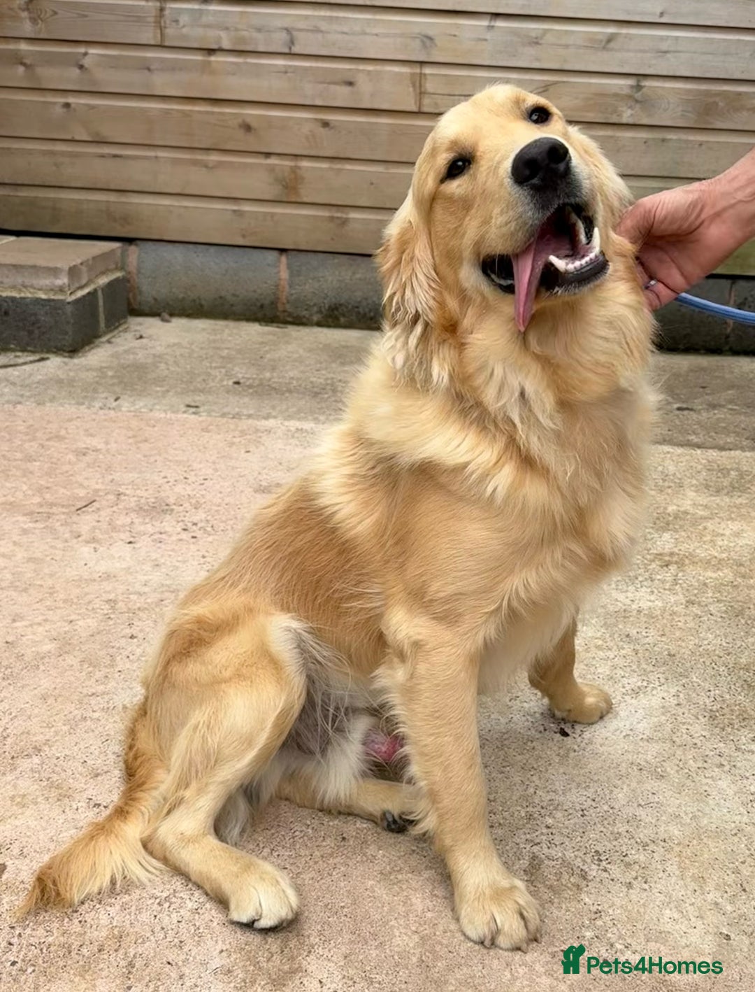 Golden Retriever dogs for sale: Two stunning boys, excellent heslth test results!  - Image 1