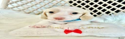 Miniature Dachshund dogs for stud: Dapple Piebald Stud 💫  - Advert 12