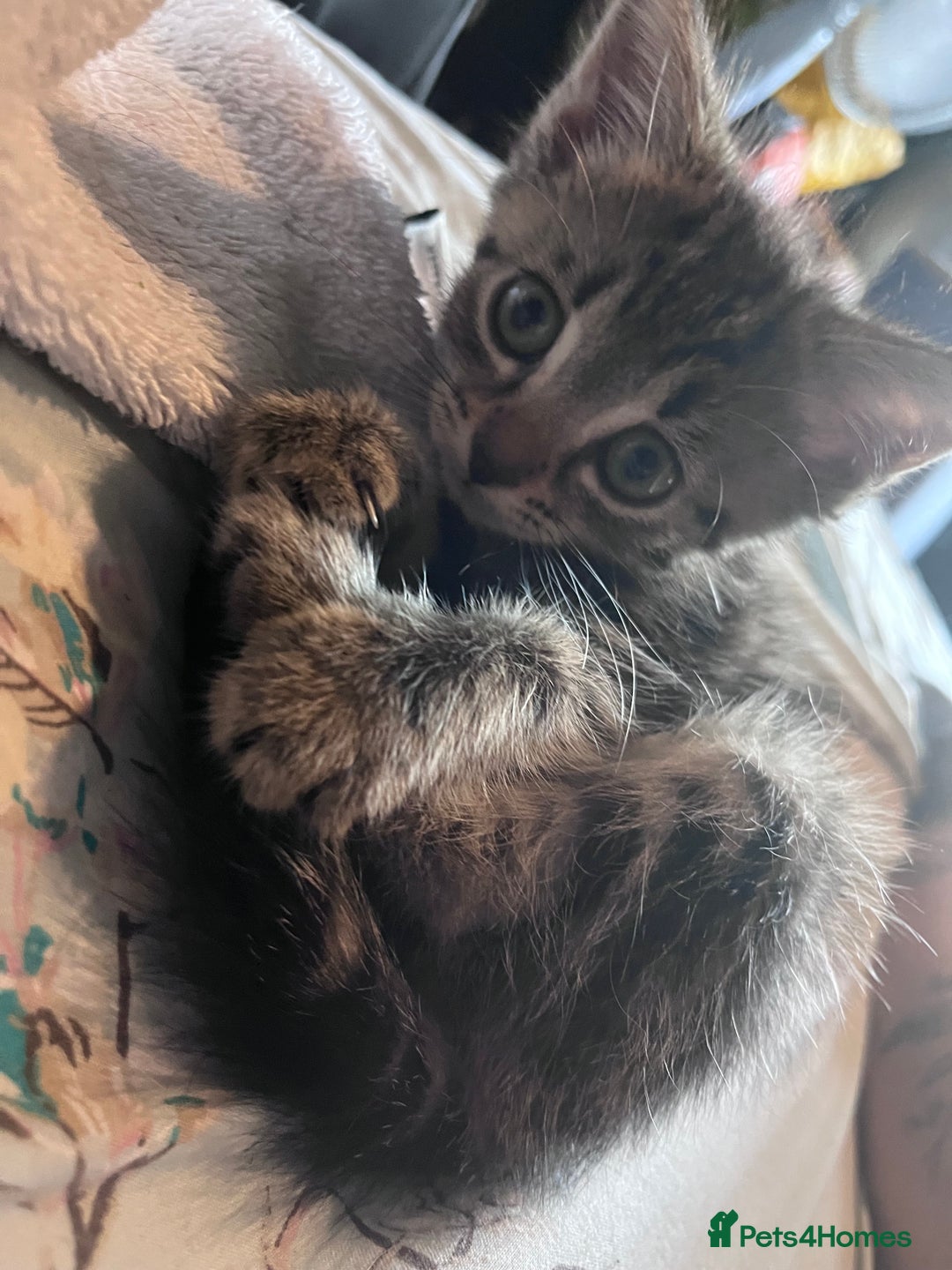 British Shorthair cats for sale: Tabby kitten  - Image 1