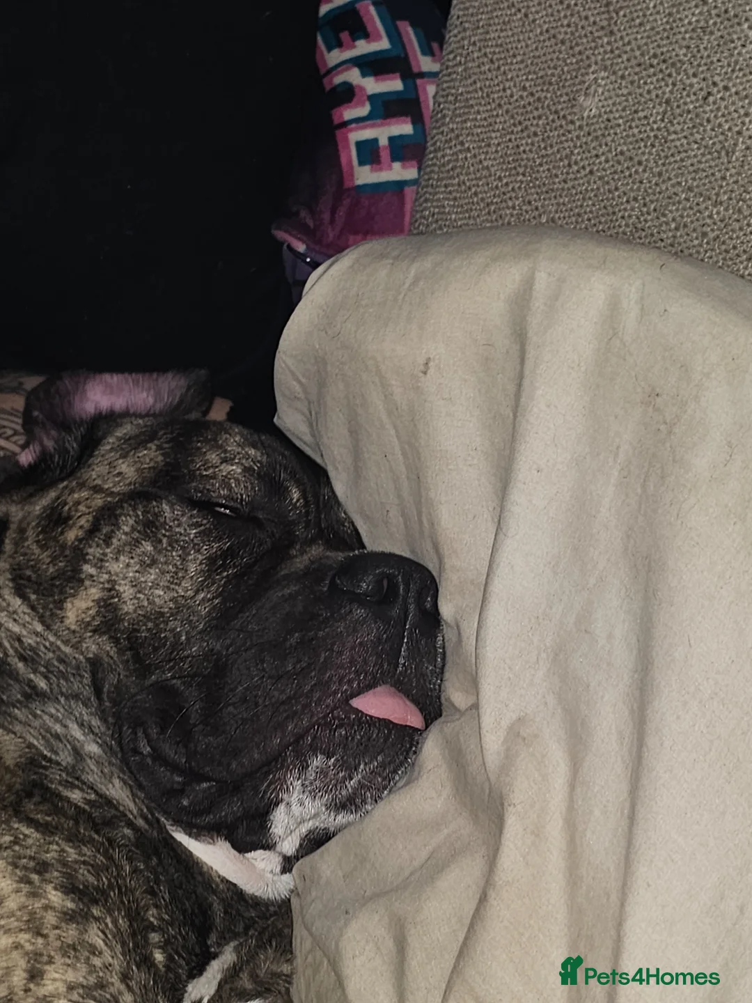 Cane Corso dogs for sale: Our Cane Corso Pheobe - Advert 2