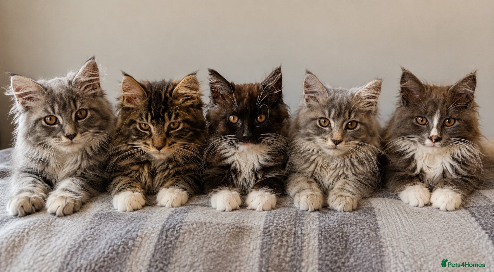 Maine Coon cats Stunning Gccf reg maine coon kittens  - Advert 1