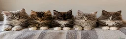 Maine Coon cats for sale: Stunning Gccf reg maine coon kittens  - Advert 1