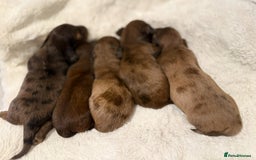 Miniature Dachshund dogs for sale: Mini long hair dapple dachshunds - Image 6
