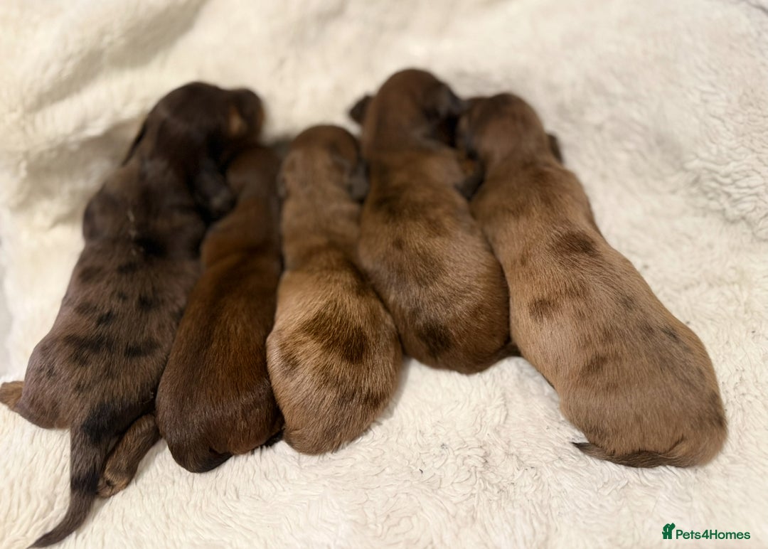 Miniature Dachshund dogs for sale: Mini long hair dapple dachshunds - Image 6